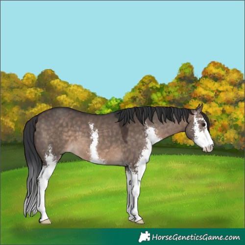 Horse Color:Brown Dun Sabino
