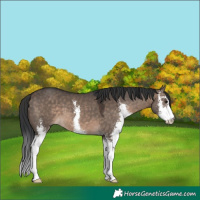 Horse Color:Brown Dun Sabino 