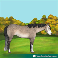 Horse Color:Brown Dun Sabino 