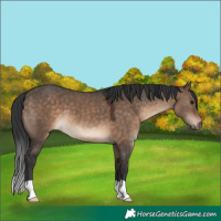 Horse Color:Unknown 