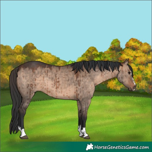 Horse Color:Brown Dun Brindle