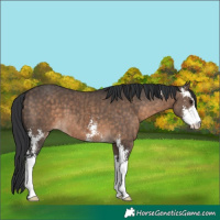 Horse Color:Brown Dun Sabino Brindle 