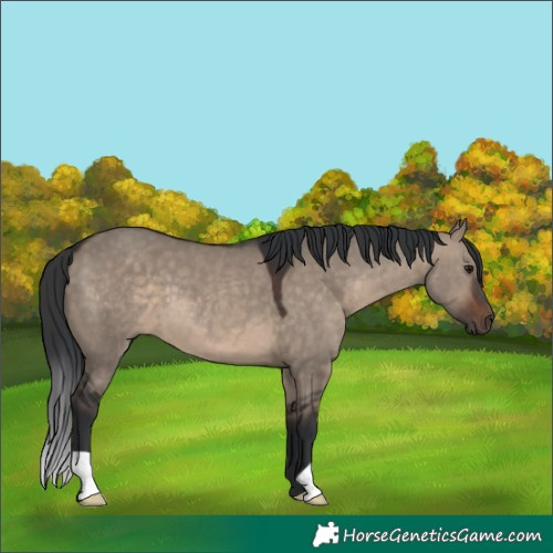 Horse Color:Unknown 