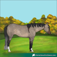 Horse Color:Unknown 