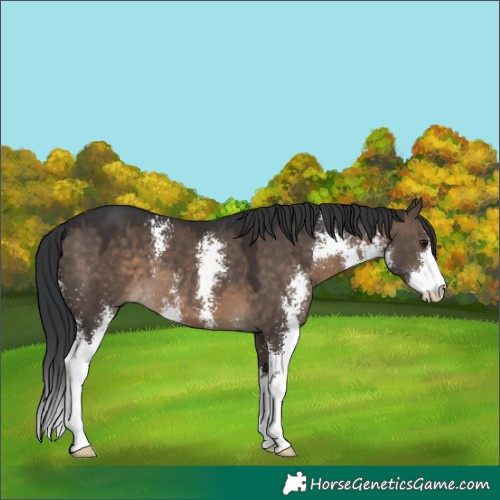 Horse Color:Brown Dun Sabino 