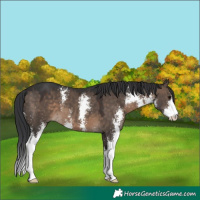 Horse Color:Brown Dun Sabino