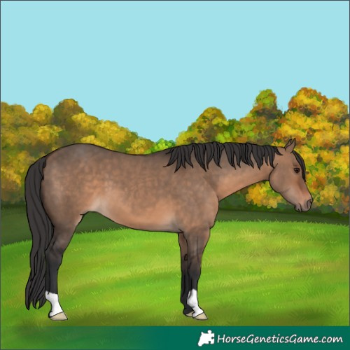 Horse Color:Brown Dun