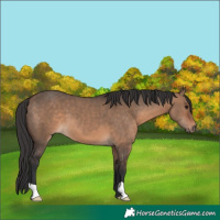 Horse Color:Brown Dun 