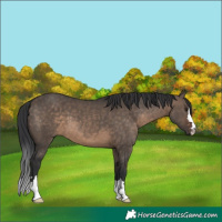 Horse Color:Brown Dun 