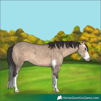 Horse Color:Unknown 