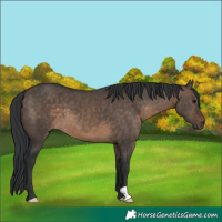 Horse Color:Unknown 