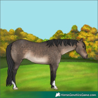 Horse Color:Unknown 