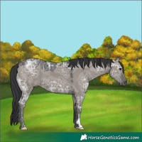 Horse Color:Grullo Ice