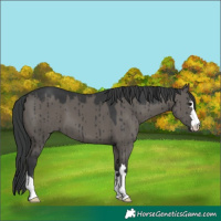 Horse Color:Unknown 