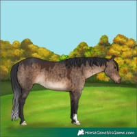 Horse Color:Unknown 