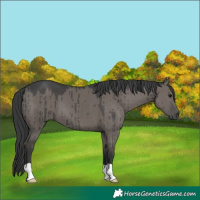 Horse Color:Unknown 