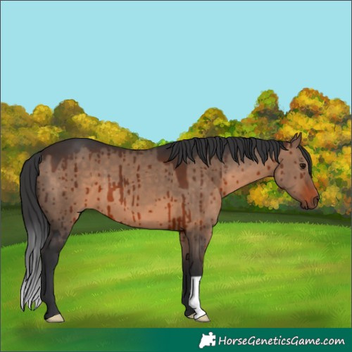 Horse Color:Unknown 