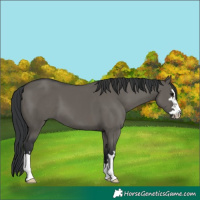 Horse Color:Unknown 