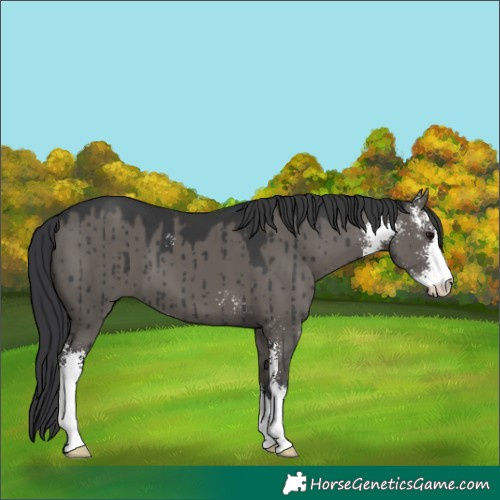 Horse Color:Grullo Sabino Brindle