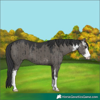 Horse Color:Grullo Sabino Brindle