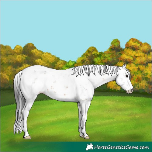 Horse Color:Unknown 
