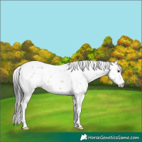 Horse Color:Unknown 