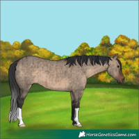 Horse Color:Unknown 