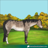 Horse Color:Unknown 