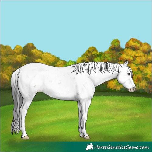 Horse Color:Grullo Sabino Brindle 