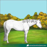 Horse Color:Grullo Sabino Brindle 