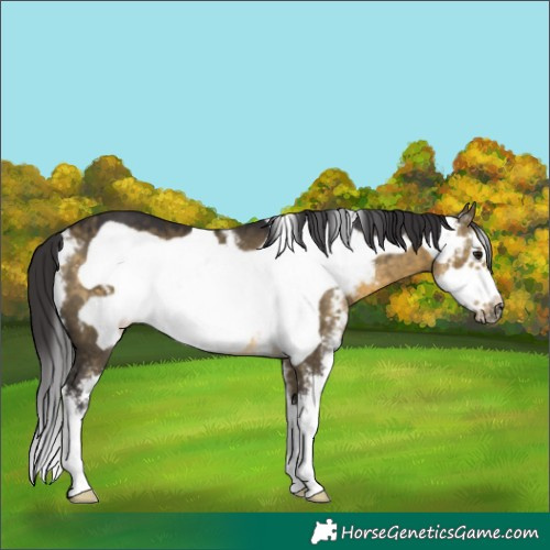 Horse Color:Buckskin Dun Sabino Frame 