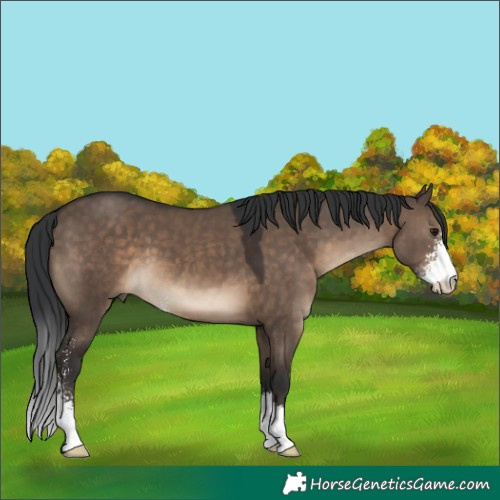 Horse Color:Brown Dun Sabino 