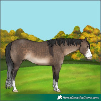 Horse Color:Brown Dun Sabino