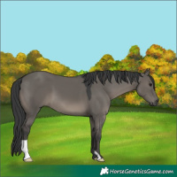 Horse Color:Grullo