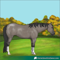 Horse Color:Grullo 