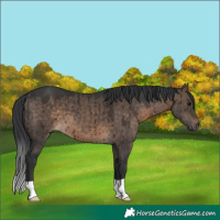 Horse Color:Unknown 