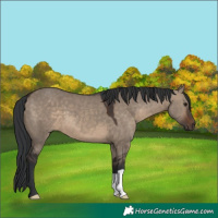 Horse Color:Brown Dun 
