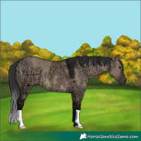 Horse Color:Brown Ice Dun 
