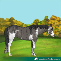 Horse Color:Grullo Sabino Brindle