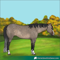 Horse Color:Brown Dun 