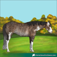 Horse Color:Unknown 