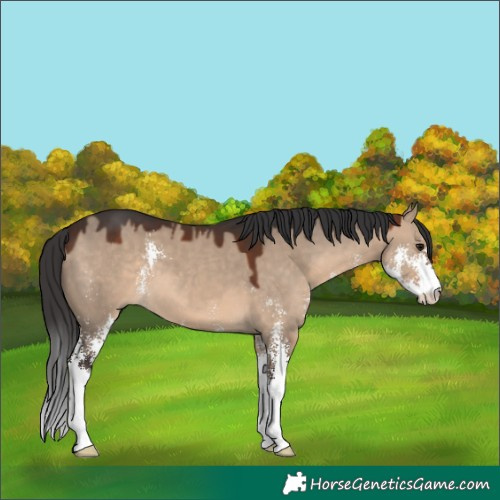Horse Color:Unknown 