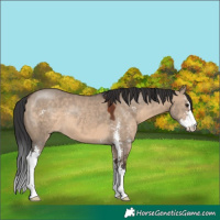 Horse Color:Brown Dun Sabino