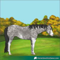 Horse Color:Grullo Ice Sabino