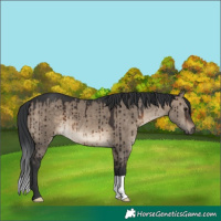 Horse Color:Unknown 