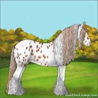 Horse Color:Chestnut Tobiano Near Leopard 
