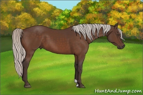 Horse Color:Silver Bay 