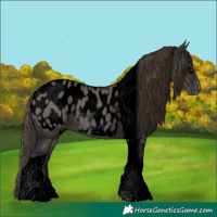 Horse Color:Void Grullo Tobiano Appaloosa 