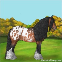 Horse Color:Brown Tobiano Blanket 