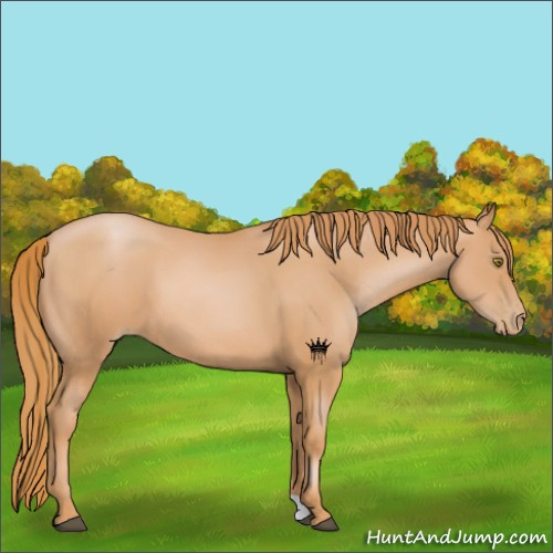 Horse Color:Chestnut Pearl